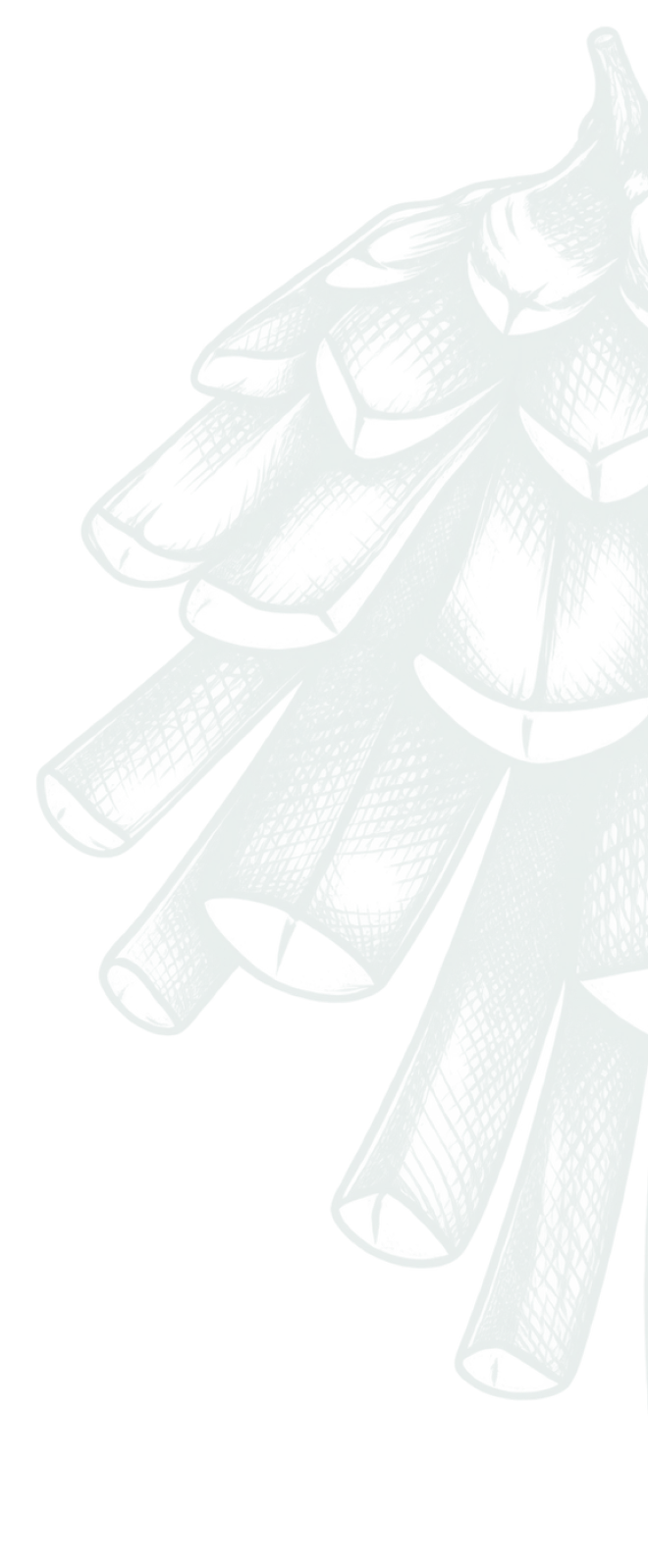 pinecone-graphic-single-right
