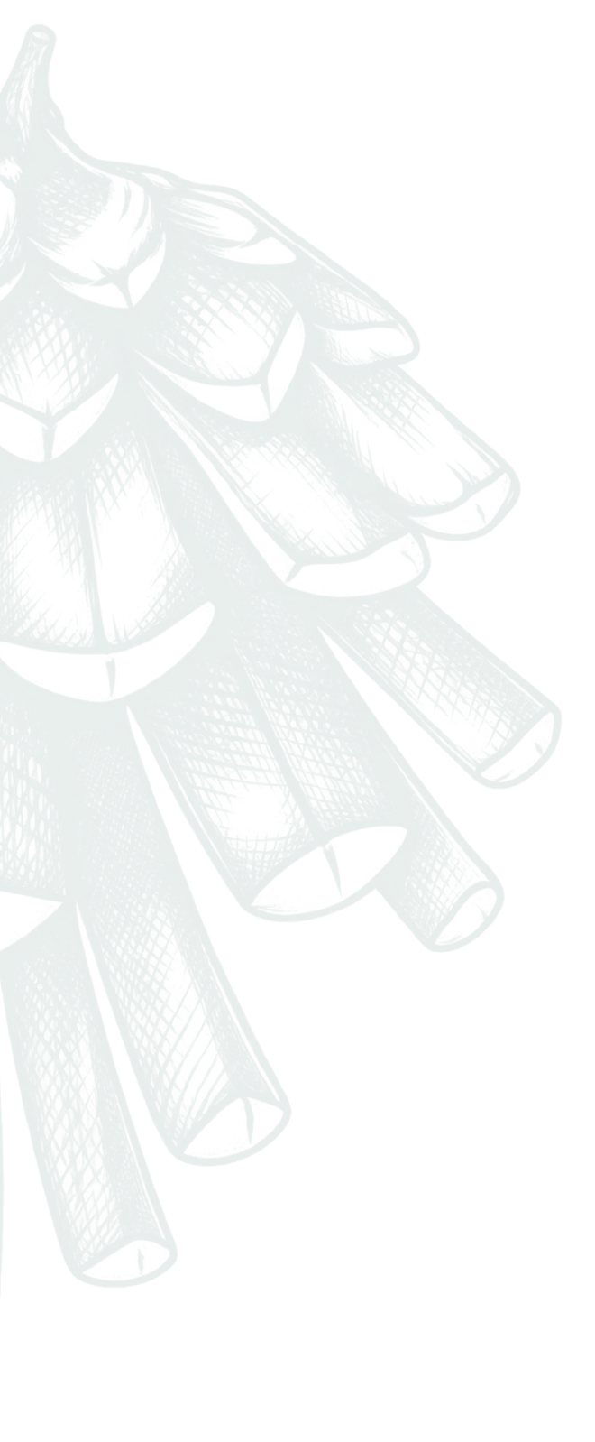 pinecone-graphic-single
